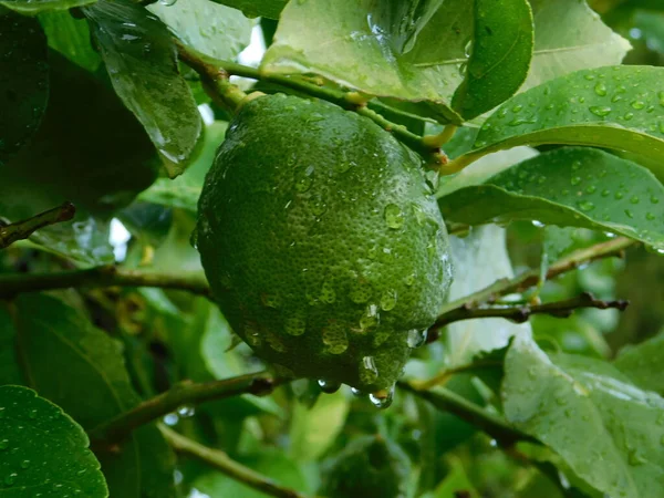 Limão Não Maduro Limão Cítrico Numa Árvore Depois Chuva — Fotografia de Stock