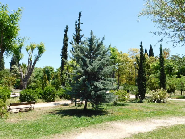 Ciprés Arizona Árbol Cupressus Arizonica Parque Atenas Grecia —  Fotos de Stock