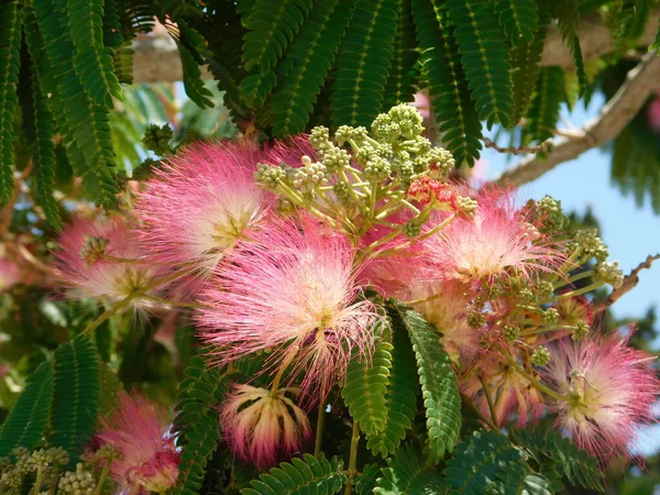 İpek ağacı, veya Albizia julibrissin pembe çiçekler
