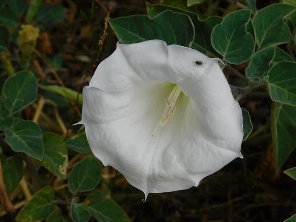 Лунный Цветок Datura Inoxia Белый Цветок Муха — стоковое фото