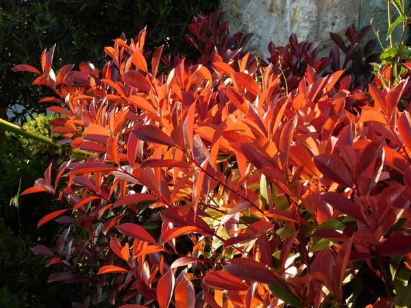 Rote Blätter Einer Photinia Fraseri Rotkehlchenstrauch Einem Park Attika Griechenland — Stockfoto