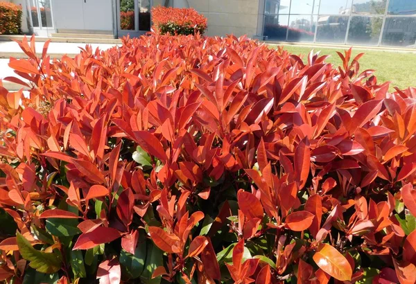 Yunanistan 'ın Attica kentindeki bir sokakta kırmızı ve yeşil bir fotinia fraseri kırmızı ardıcı çalısı