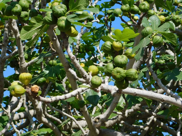 Vijgen Een Vijgenboom Ficus Carica Attica Griekenland — Stockfoto