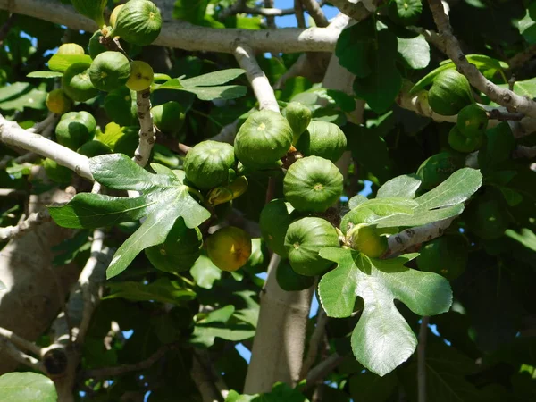 Vijgen Een Vijgenboom Ficus Carica Attica Griekenland — Stockfoto