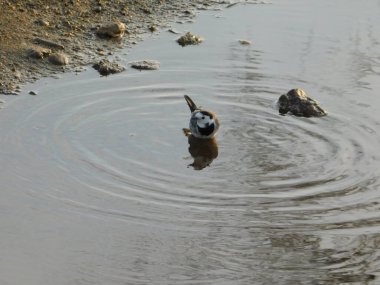 Glyfada, Yunanistan 'da beyaz bir kuyruk, veya Motacilla alba kuşu