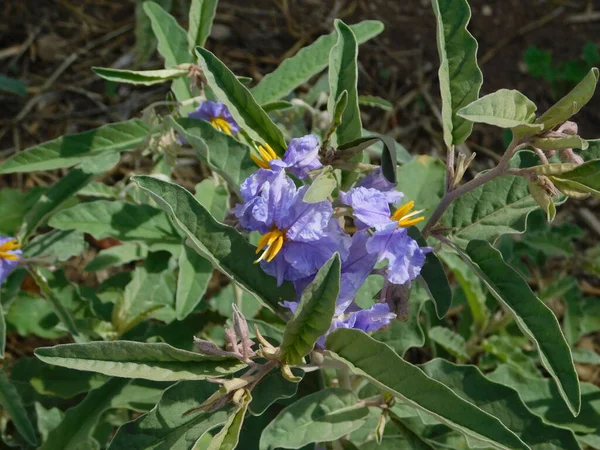 Silberblättriges Nachtschattengewächs Oder Solanum Elaeagnifolium Wildpflanzen Mit Blüten Attika Griechenland — Stockfoto