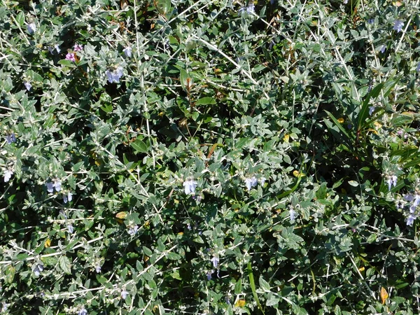 Shrubby Germander Teucrium Fruticans Planta Glyfada Grécia — Fotografia de Stock