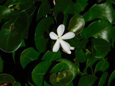 Yunanistan 'ın Glyfada kentindeki bir parkta, doğal erik, veya Carissa makrocarpa, beyaz çiçek ve yeşil yapraklar.