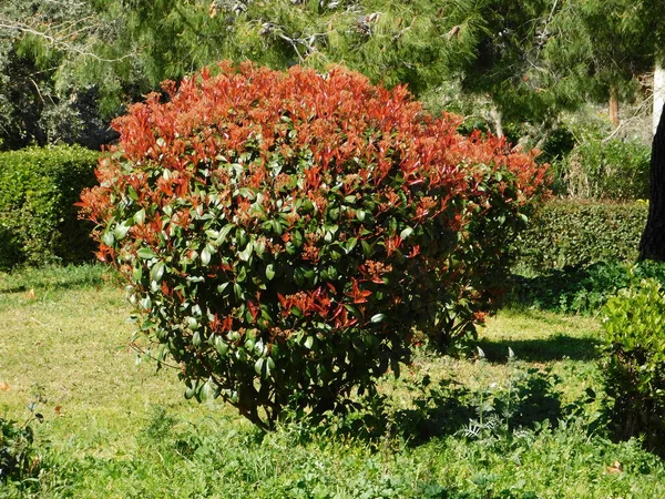 Een Fotinia Fraseri Rood Roodborstje Struik Met Rode Groene Bladeren — Stockfoto