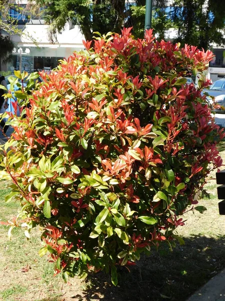 Yunanistan 'ın Attica kentindeki bir parkta kırmızı ve yeşil yapraklı bir fotinia fraseri kırmızısı Robin çalısı