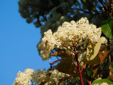 Çiçek açan bir fotinia fraseri kırmızı Robin çalısı ve bir bal arısı
