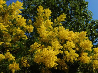 Mimosa, ya da Acacia anlaşma ağacı, açık sarı çiçekli.