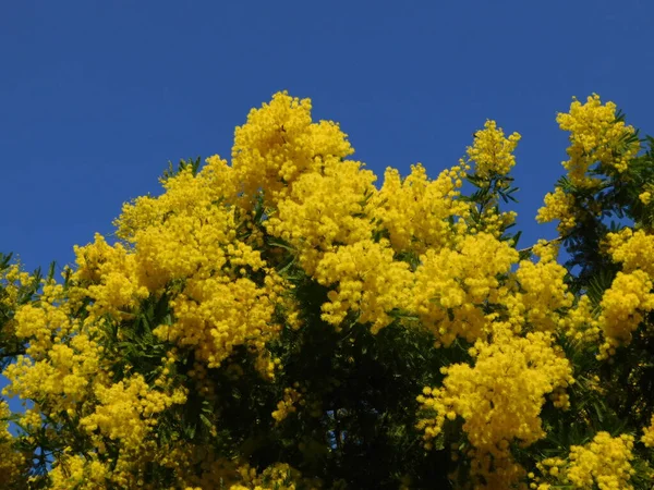 Mimosa Nebo Acacia Dealbata Strom Větev Jasně Žlutými Květy Plném — Stock fotografie