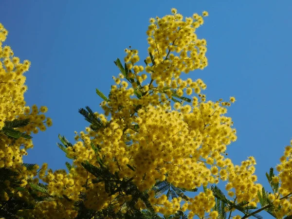 Mimosa Nebo Acacia Dealbata Strom Jasně Žlutými Květy Modré Obloze — Stock fotografie