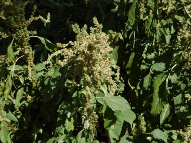 Amaranth, ya da Amaranthus blitum, bitki, şişkinlik ile