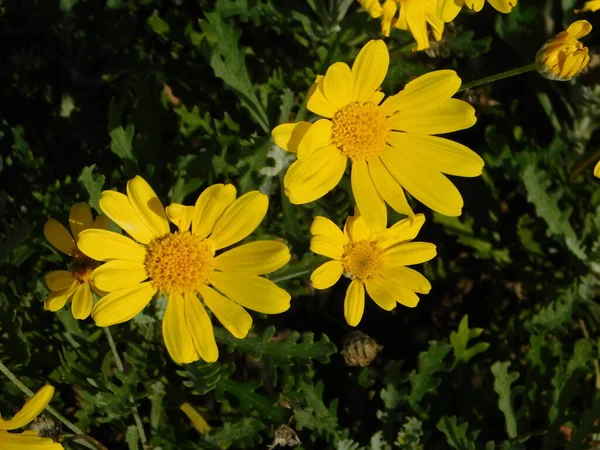 Sárga Százszorszép Vagy Euryops Pectinatus Virágok — Stock Fotó