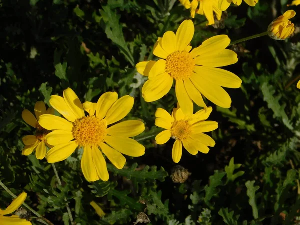 데이지 Euryops Pectinatus — 스톡 사진