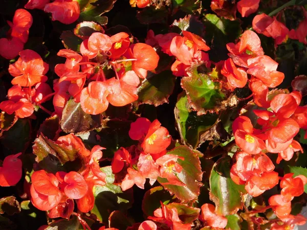 Kırmızı çiçekli ve yeşil yapraklı begonya.