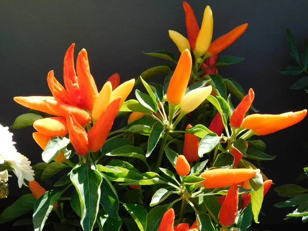 Plantas Pimenta Ornamentais Coloridas Jardim — Fotografia de Stock