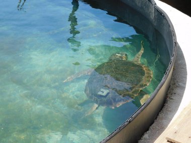 Kurtarılan bir deniz kaplumbağası, salınmadan önce Yunanistan 'ın Glyfada kentindeki Arhelon kaplumbağa hastanesinde gözetim altında tutuluyor.