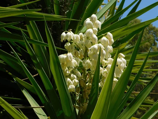 Una Planta Yuca Floreciendo Con Flores Blancas Glyfada Grecia Imagen de stock