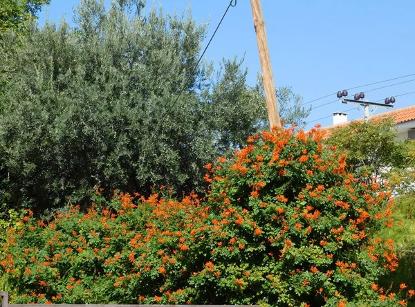 Przylądek Wiciokrzew Lub Żywopłot Tecomaria Capensis Pomarańczowymi Czerwonymi Kwiatami Glyfada — Zdjęcie stockowe
