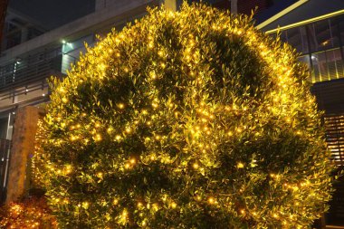 Işıklarla süslenmiş bir ağaç, Noel için.