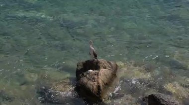 Bir karabatak ya da Avrupa sevişmesi, ya da Gulosus aristotelisi, Yunanistan 'ın Attica kentindeki Glyfada kayasındaki bir kayadaki yaban deniz kuşu.