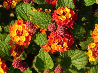 Yunanistan 'ın Attica kentinde Lantana camara sarı çiçekleri ve bir bal arısı veya Apis mellifera