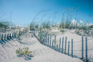 grassy windy sand dunes on the beach clipart