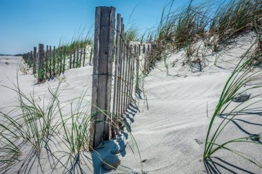 çimenli rüzgarlı kum tepeleri sahilde