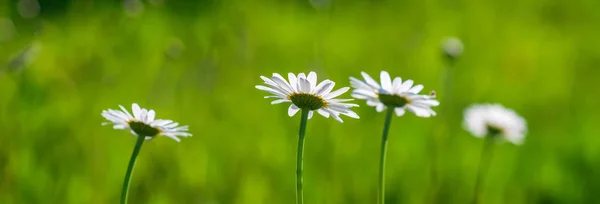 Daisy Blomma Blomma Äng Sommar — Stockfoto