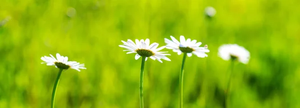 Daisy Blomma Blomma Äng Sommar — Stockfoto