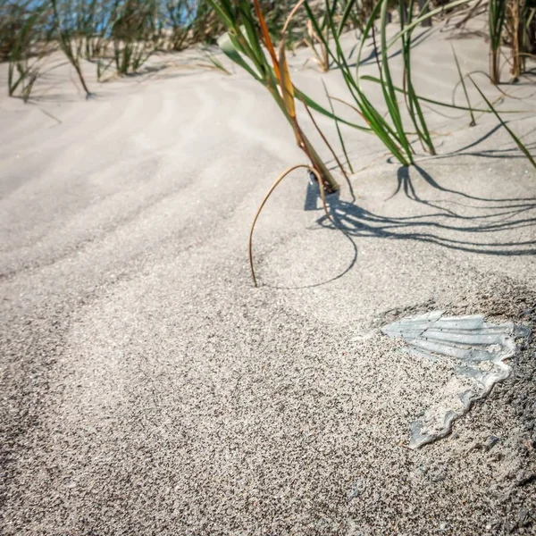 Füves Szeles Homokdűnék Strandon — Stock Fotó