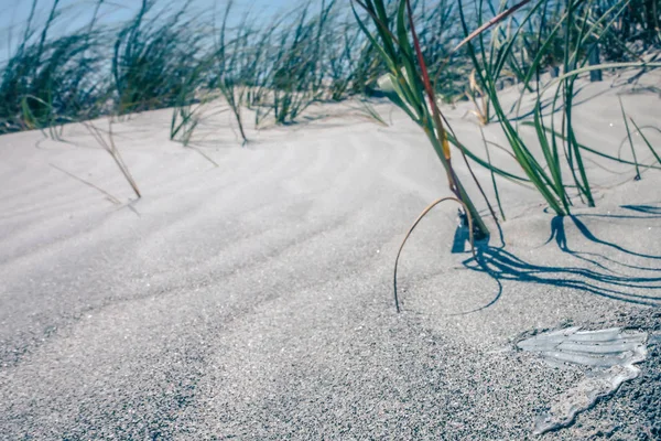 Dune Sabbia Erbosa Ventosa Sulla Spiaggia — Foto Stock