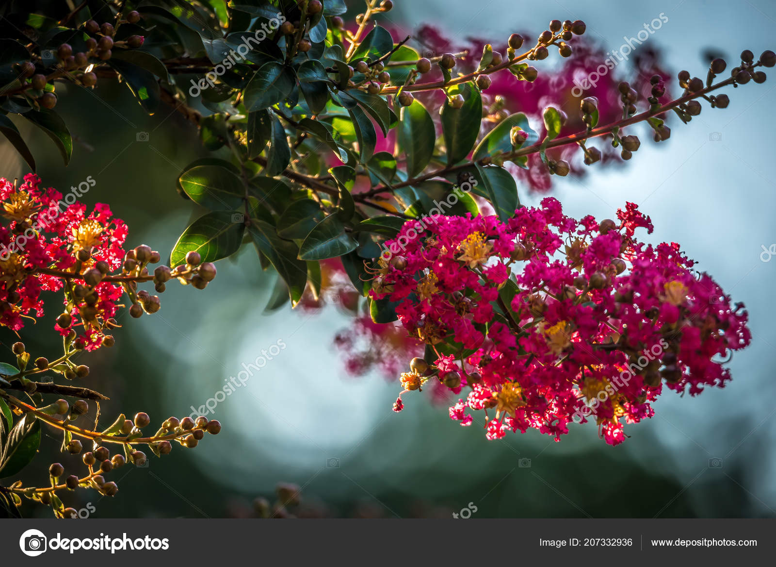 百日紅写真素材 ロイヤリティフリー百日紅画像 Depositphotos
