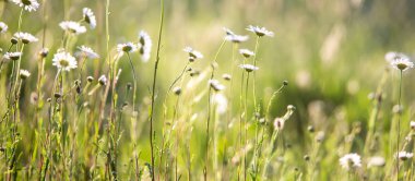 papatya çiçek çiçeklenme yaz bir çayır üzerinde