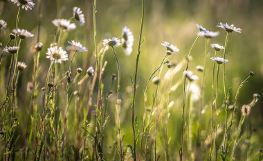 papatya çiçek çiçeklenme yaz bir çayır üzerinde