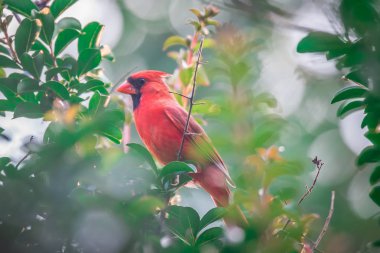 cardinal birds hanging out on a tree