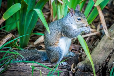 vahşi doğada sincap