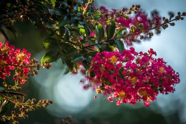 Lagerstroemia indica (krep myrtle, krep myrtle)