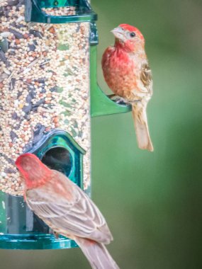 cardinal birds hanging out on a tree