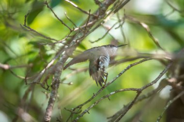 yeşil sinekkuşu vahşi bir ağaç üzerinde pirşin