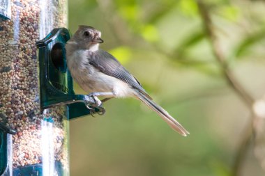 Bülbül, kuş tohum ile dolu besleyici