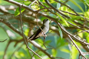 güneşli günde vahşi doğada bulunan sinek kuşu