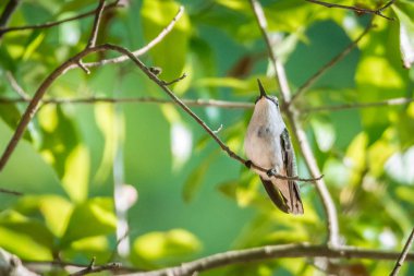 güneşli günde vahşi doğada bulunan sinek kuşu