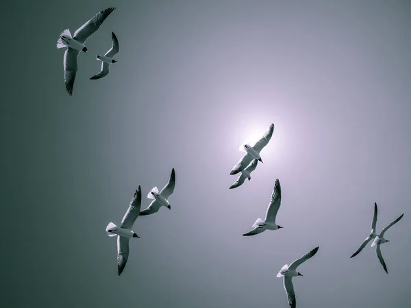 Gaviotas Volando Cielo Soleado — Foto de Stock