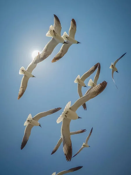 Meeuwen Vliegen Zonnige Hemel — Stockfoto