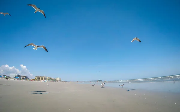Pošetilost Beach Charleston Jižní Karolína Atlantský Oceán — Stock fotografie