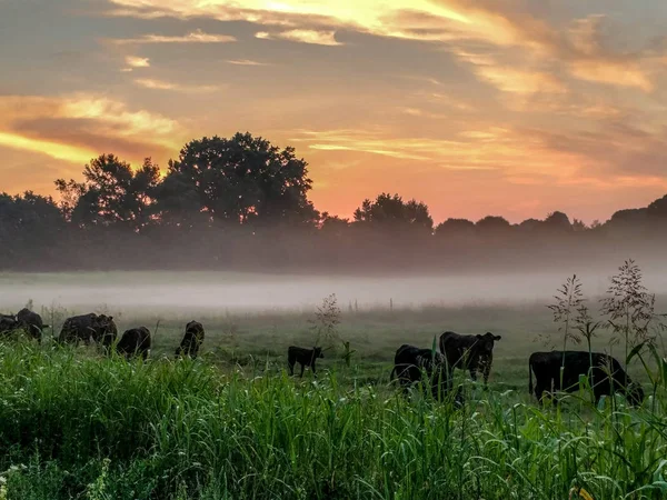 Красивый Восход Солнца Над Фермой Южной Каролине — стоковое фото